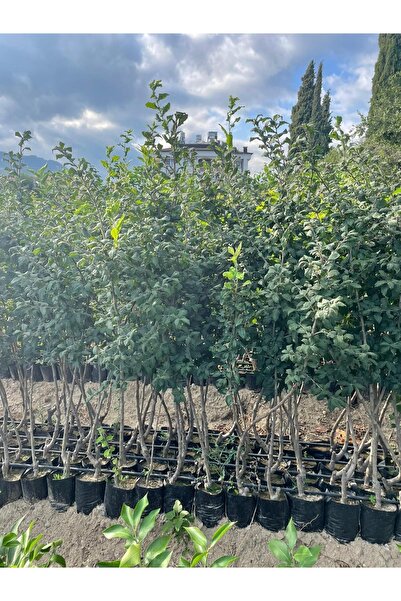 NARENCİYE FİDANIM 3 Yaş Tüplü Jumbo Muşmula (döngel) Fidanı