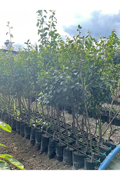 NARENCİYE FİDANIM 3 Yaş Tüplü Aşılı Deveci Armut Fidanı