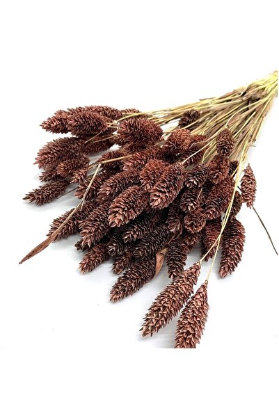 Hidden Botanics Kahverengi Kuş Otu (PHALARİS) Kuru Çiçek, Ortalama 35 Sap, 40...