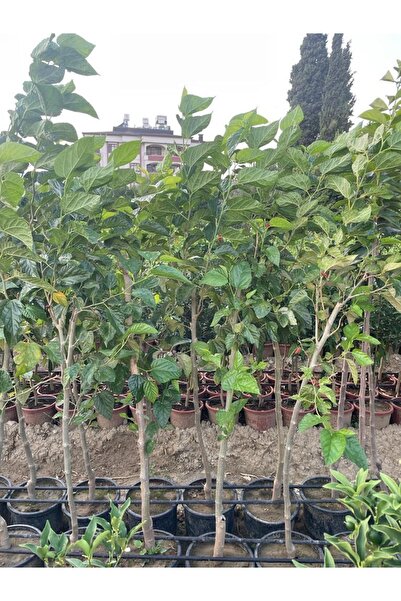 NARENCİYE FİDANIM 5-6 Yaş Saksılı Avusturalya Yediveren Kara Dut Fidanı Boy 160-180 Cm