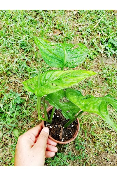 SEVGİ Monstera Monkey (adonson's Monstera)