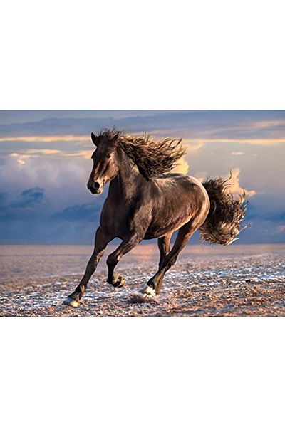 CLEMENTONI - 1000 Piece High Quality Adult Puzzle - Free Horse