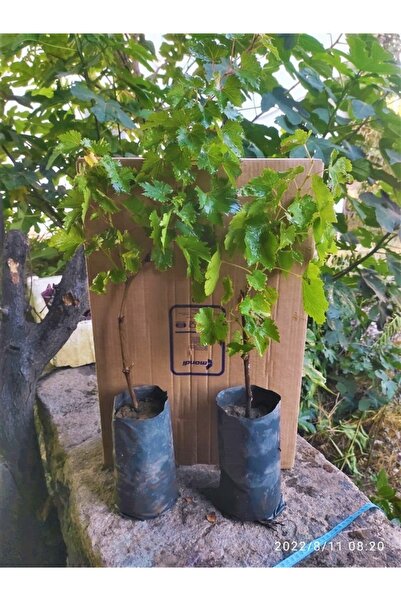 GÜNEŞ AİLESİ ORGANİK TARIM Floramut Tüplü Yüksek Verimli Sultani Çekirdeksiz ...