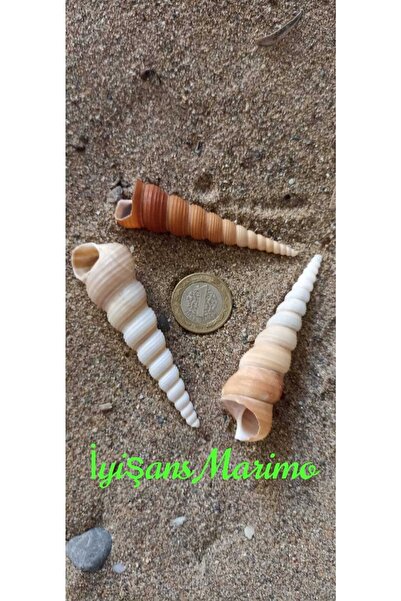Koleksiyonluk Dev Deniz Kabuğu 1 Adet 6-10 Cm