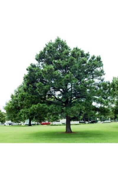 E-fidancim Doğal Karaçam Tohumu (20 TOHUM)