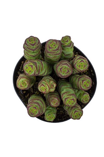 LEVANT Crassula Baby’s Necklace Sukulent