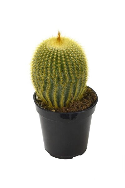 LEVANT Notocactus Leninghausii Golden Ball Kaktüs