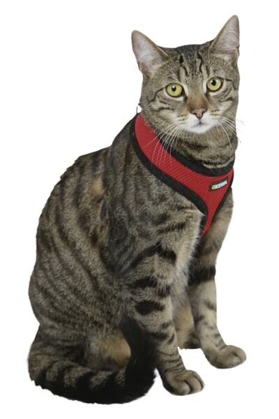 Kedi Gezdirme Tasması 120cm Kayışlı [kırmızı]