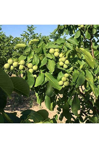 Mutlu Paket Tüplü Aşılı Yüksek Verimli Salkım Chandler Ceviz Fidanı