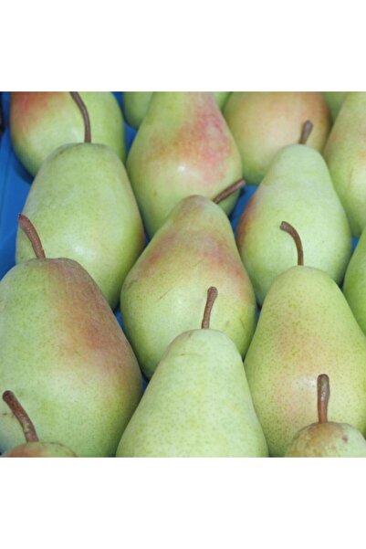 Mutlu Paket Tüplü Aşılı Yarıbodur Yüksek Verimli Santa Maria Armut Fidanı