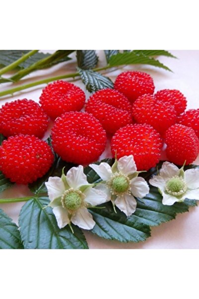 Mutlu Paket Tüplü Bodur Saksılık Nadir Çilek Ahududu Fidanı