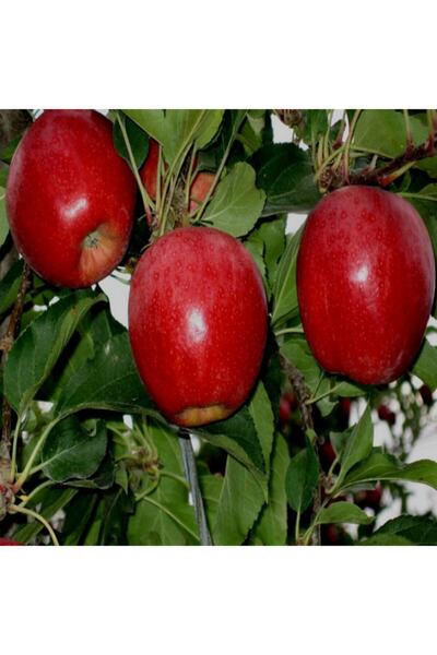 E-fidancim Tüplü Yarı Bodur Brookfiel Gala Elma Fidanı