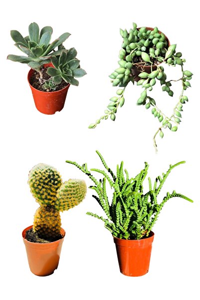 SOcactus Aeonium Hawortii - Tespih Çiçeği - Prenses Çamı - Tavşan Kulağı