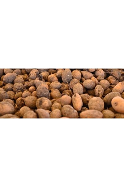 AKTARIM Türkiye'nin Salepcisi - Salep Yumrusu 100 Adet