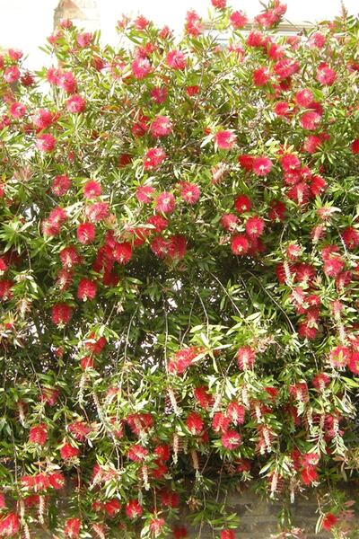 Online Botanik Fırça Çalısı (15~20 CM)