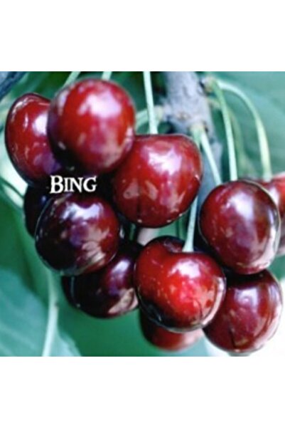 E-fidancim Tüplü Çok Iri Meyveli Bing Kiraz Fidanı