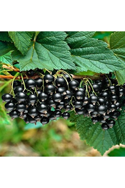 E-fidancim Tüplü Siyah Golyat Frenk Üzümü Fidanı Meyve Verme Durumunda