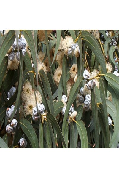 E-fidancim Tüplü Hızlı Büyüyen Okaliptus Ağacı Fidanı(100-150 Cm)