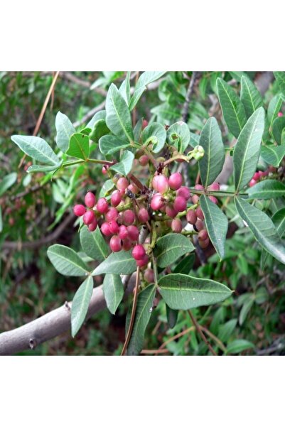 E-fidancim Tüplü Bıttım Ağacı Fidanı