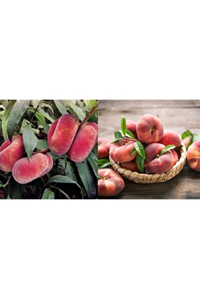 E-fidancim Extreme Tüplü Paraguaya Basık Yassı Şeftali Fidanı Paketi 4 Adet