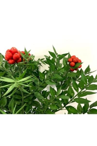 EYLÜL ÇİÇEKÇİLİK & ÇİKOLATA Kokina Yılbaşı Çiçeği 1 Demet 10 Daldan Oluşur.