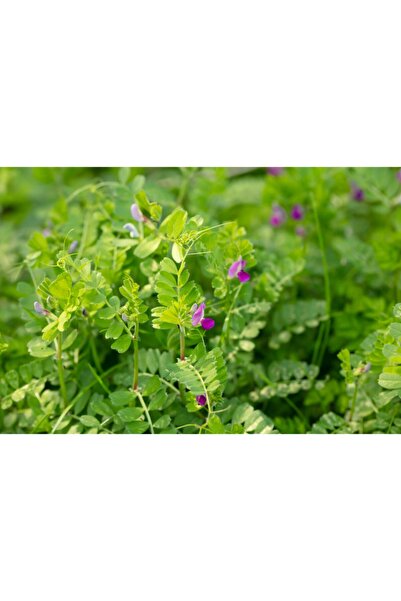 Doğalsan Tarım Adi Fiğ Tohumu 1 Kg Yem Bitkisi Tohumu Yem Bitkileri Tohumu To...