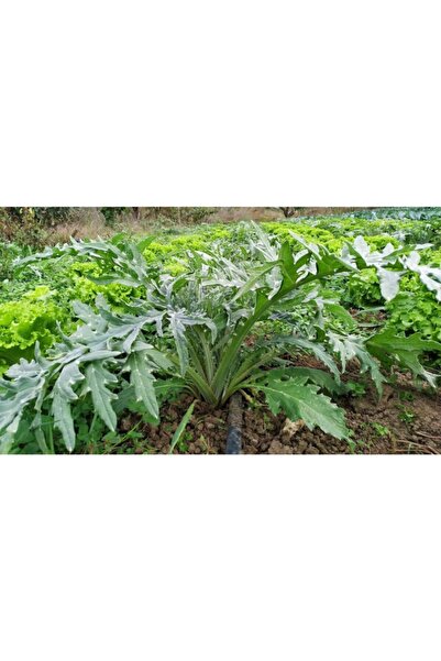 Fidan & Peyzaj Enginar Fidesi / Saksılı (cynara Scolymus)