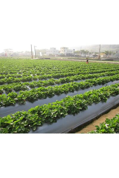 Ekodoğa Sebze Naylonu 5 Metre Eni 120 Cm Malç Naylonu Sebze Örtüsü Malç Örtüs...