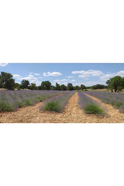 EGEMEN FİDANCILIK 20 Adet Açık Köklü Intermedia Lavanta Fidesi Fidanı