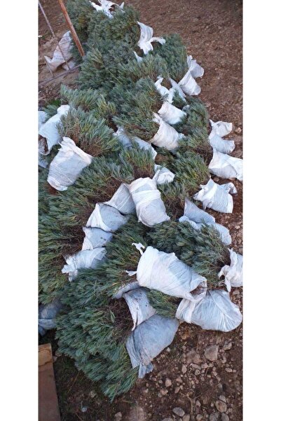 EGEMEN FİDANCILIK 20 Adet Açık Köklü Intermedia Lavanta Fidesi Fidanı