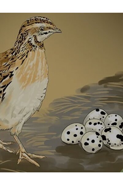 Kanat Center 36 Adet Kuluçkalık Japon Bıldırcın Yumurtası