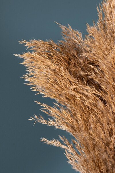 Hames Naturel Şoklanmış Pampas 16 Adet