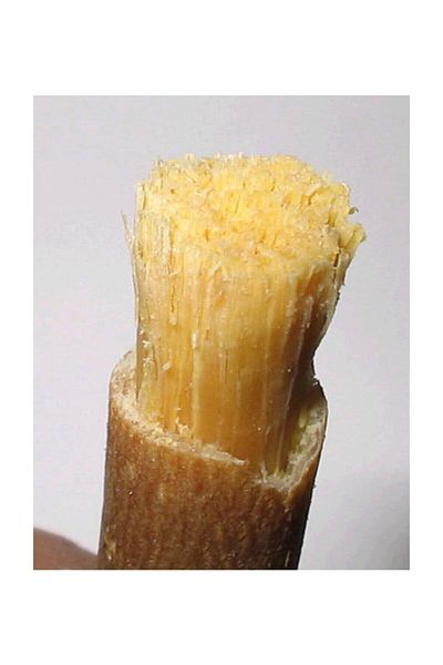 BERAT Fresh Age Miswak 10 Pieces Choice Medium Thickness