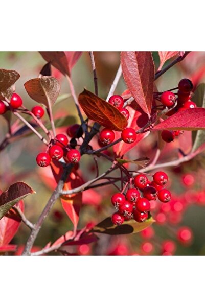 ruzgarbotanik Katya Rus Yaban Mersini Amit Aronya Fidanı 40 Cm 60 Cm
