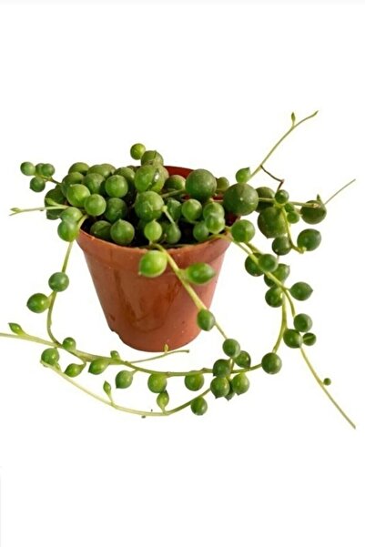 ÇİÇEKFLİX Tespih Çiçeği Inci Tanesi Senecio 5.5cm Mini Boy