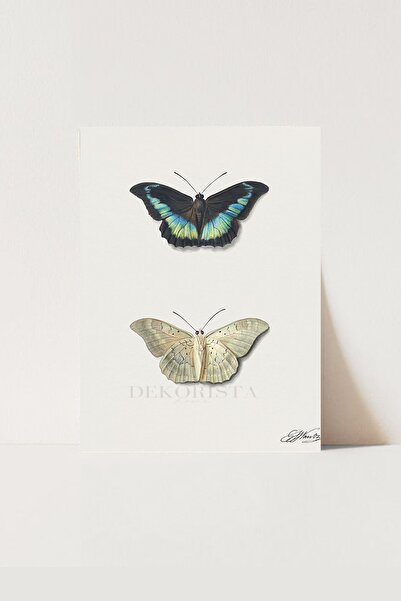 HOME DEKORİSTA Vintage Poster, Galeri Duvarı, Sanatsal Baskı, Kelebek, Çocuk Odası, Kelebek Poster
