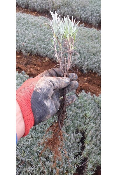 EGEMEN FİDANCILIK 20 Adet Açık Köklü Intermedia Lavanta Fidesi Fidanı