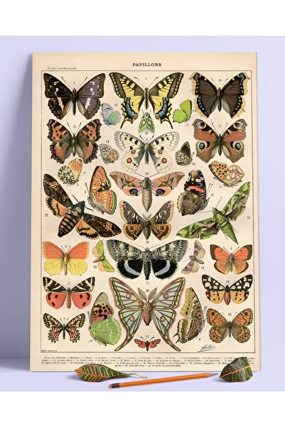 Buka Shops Big Papillons Duvar Posteri Dev Boy 45x30 Cm