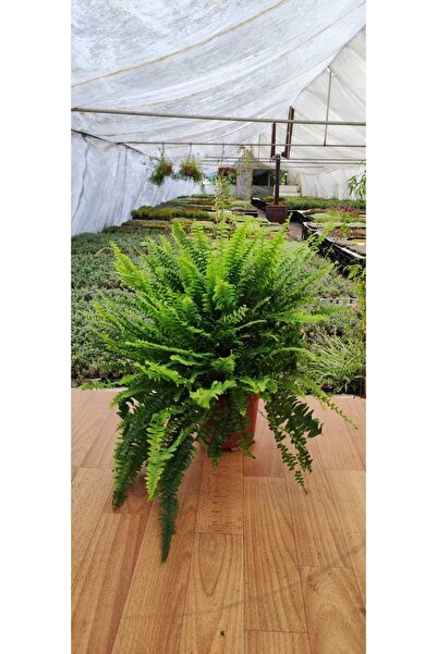 SMY HOBİHANEM Aşk Merdiveni Fujer Nephrolepis Ev, Salon, Ofis Bitkisi 15 Cm Saksıda
