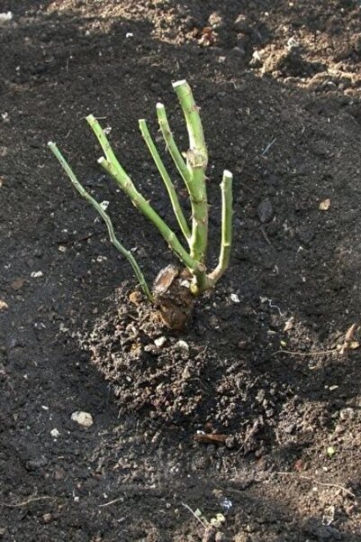 ÇİÇEKFLİX Katmerli Pembe Sarmaşık Gül Kokulu 35-40cm Açik Kok