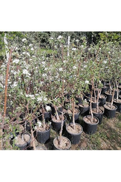 damla su çiçek Fuji Elma Meyve Fidanı 5 Yaş