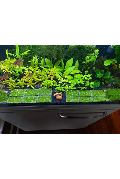 Betta Didyma Java Moss Akvaryum Bitkisi 5x5 Tele Sarılı 10'lu Paket