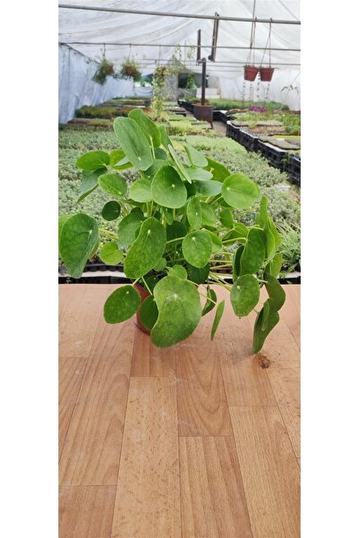 Ravza Çiçekçilik Plea ( Japon Para Çiçeği ) (14 Cm Saksıda )