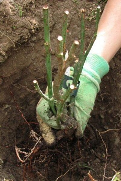 ÇİÇEKFLİX Katmerli Pembe Sarmaşık Gül Kokulu 35-40cm Açik Kok