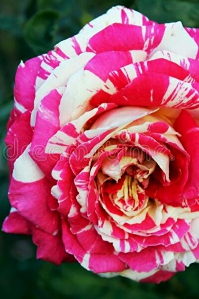 ÇİÇEKFLİX Sihirbaz Gül Fidani 1 Adet Açik Kök Dikime Hazır