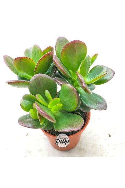 Gurme Bitki Crassula Ovata Minor - Para Çiçeği Sukulent (5.5 Cm Saksıda)