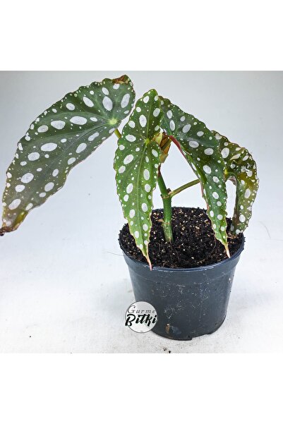 Genel Markalar Begonia Maculata Çilli Begonya (8.5 Cm Saksıda) Nadir Begonya ...