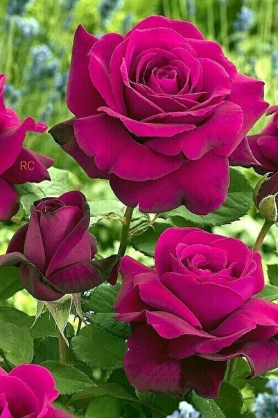 ÇİÇEKFLİX Fuşya Kokulu Gül Fidan Özel Renk Gül Fidesi Açık Kök 35-40cm