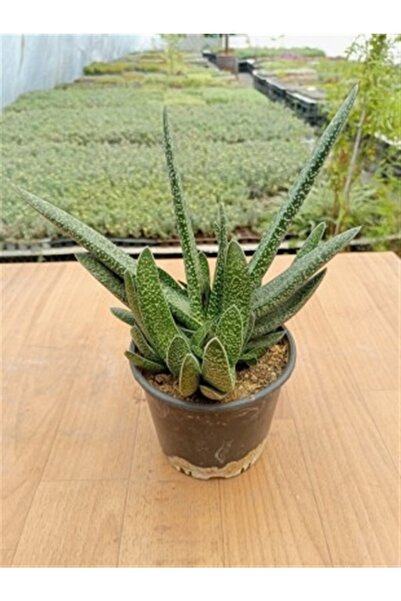 Ravza Çiçekçilik Gasteria Acinacifolia (13 Cm Saksıda )