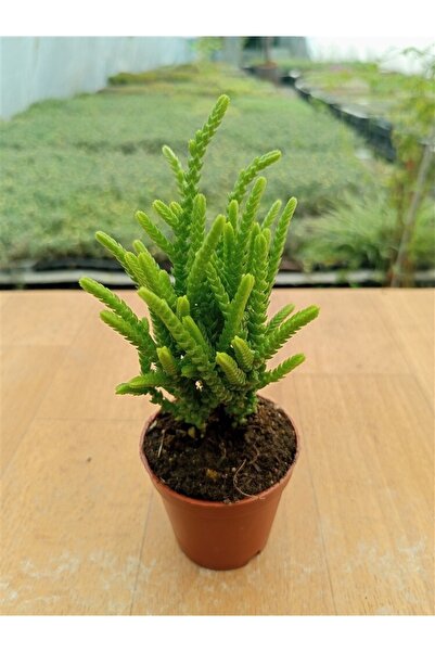 Ravza Çiçekçilik Crassula Muscosa ( Prenses Çamı ) (5,5 Cm )